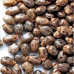 Castor seeds