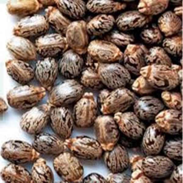 Castor seeds